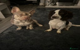 Mixed Breed dogs for sale: Sprocker x frenchie - Image 2