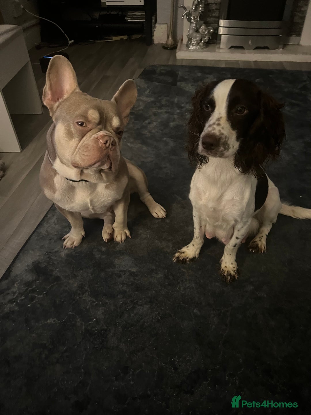 Mixed Breed dogs for sale: Sprocker x frenchie - Image 2