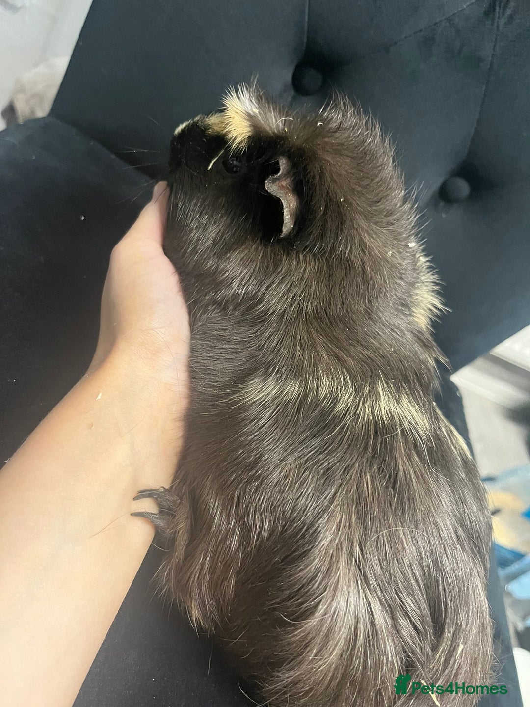 Guinea Pig rodents for sale: Free 4 male guinea pigs - Advert 2