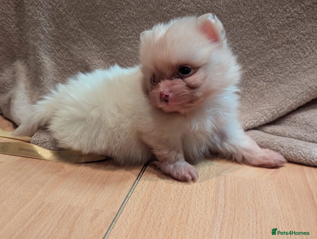 Pomeranian dogs for sale: 🐾 Adorable Merle Pomeranian Puppies for Sale 🐾 - Advert 37