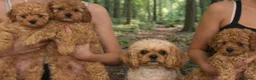 Cavapoochon dogs for sale: cavapooshon babies  - Advert 9