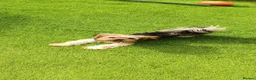 Yorkshire Terrier dogs for sale: Yorkshire terrier in Trowbridge - Advert 4
