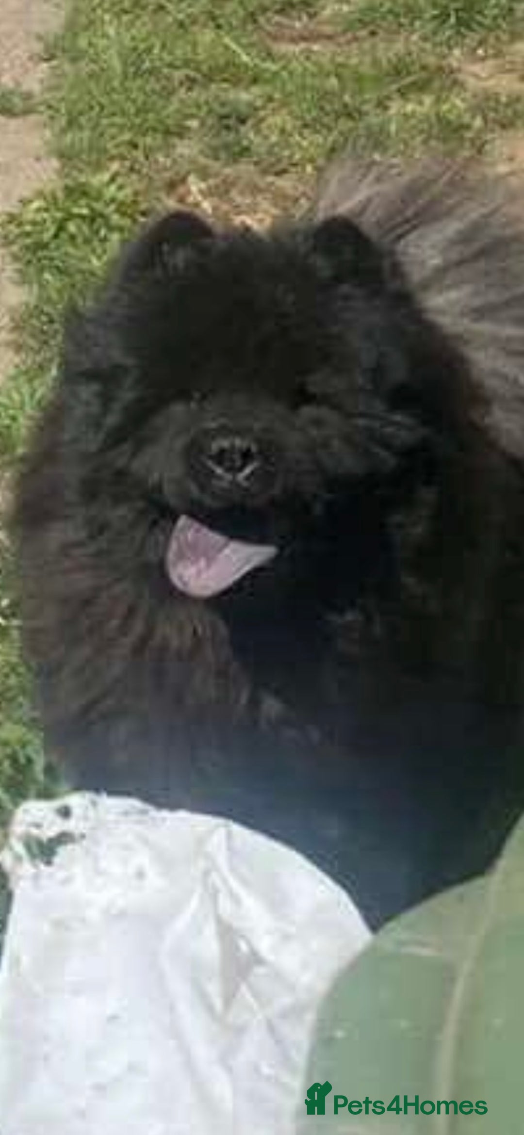 Chow Chow dogs for sale: Chow chow bitch  - Image 5