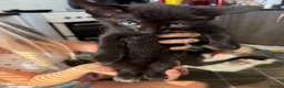 Mixed Breed cats for sale: Kittens for sale - Advert 8