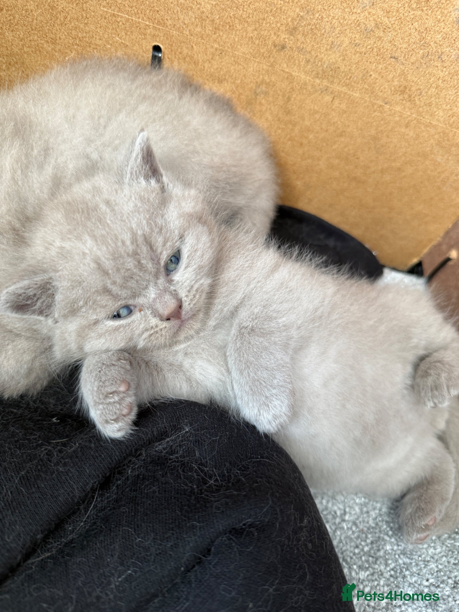 British Shorthair cats Lilac British shorthair GCCF registered - Advert 2