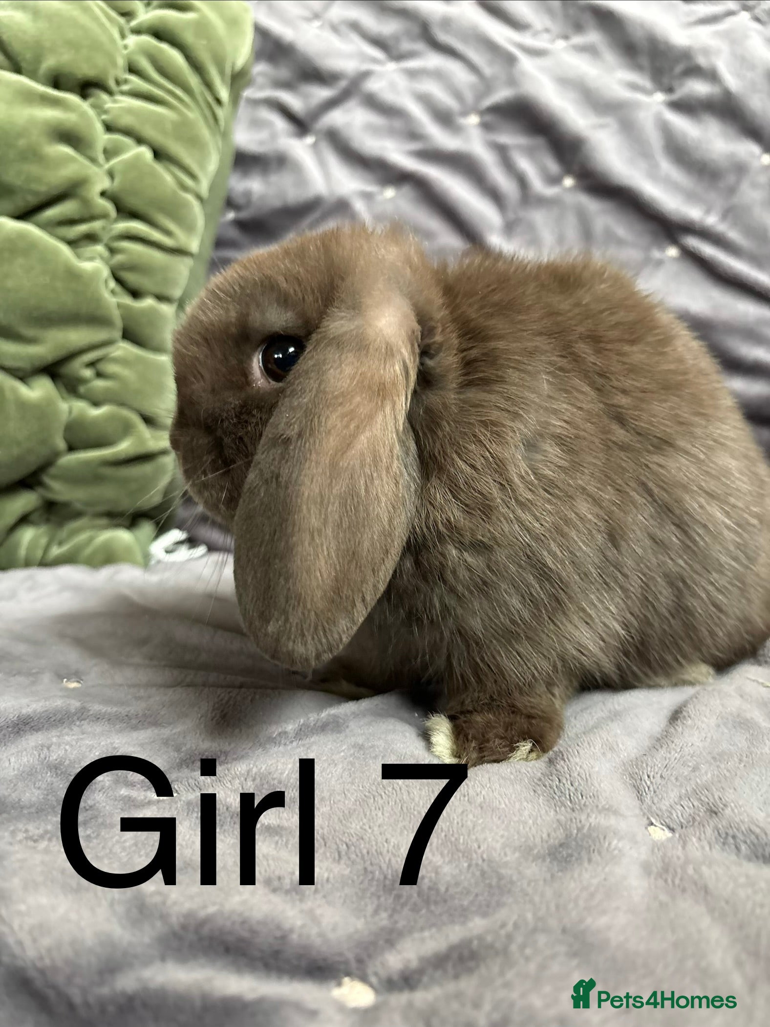 Mini Lop rabbits Stunning mini lops (vaccinated)  - Advert 7