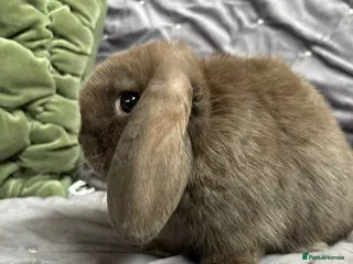 Mini Lop rabbits Stunning mini lops (vaccinated) - Advert 7