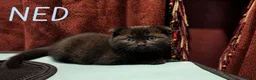 Mixed Breed cats for sale: Scottish Fold & Scottish straight Cross kittens  in Antrim - Advert 7