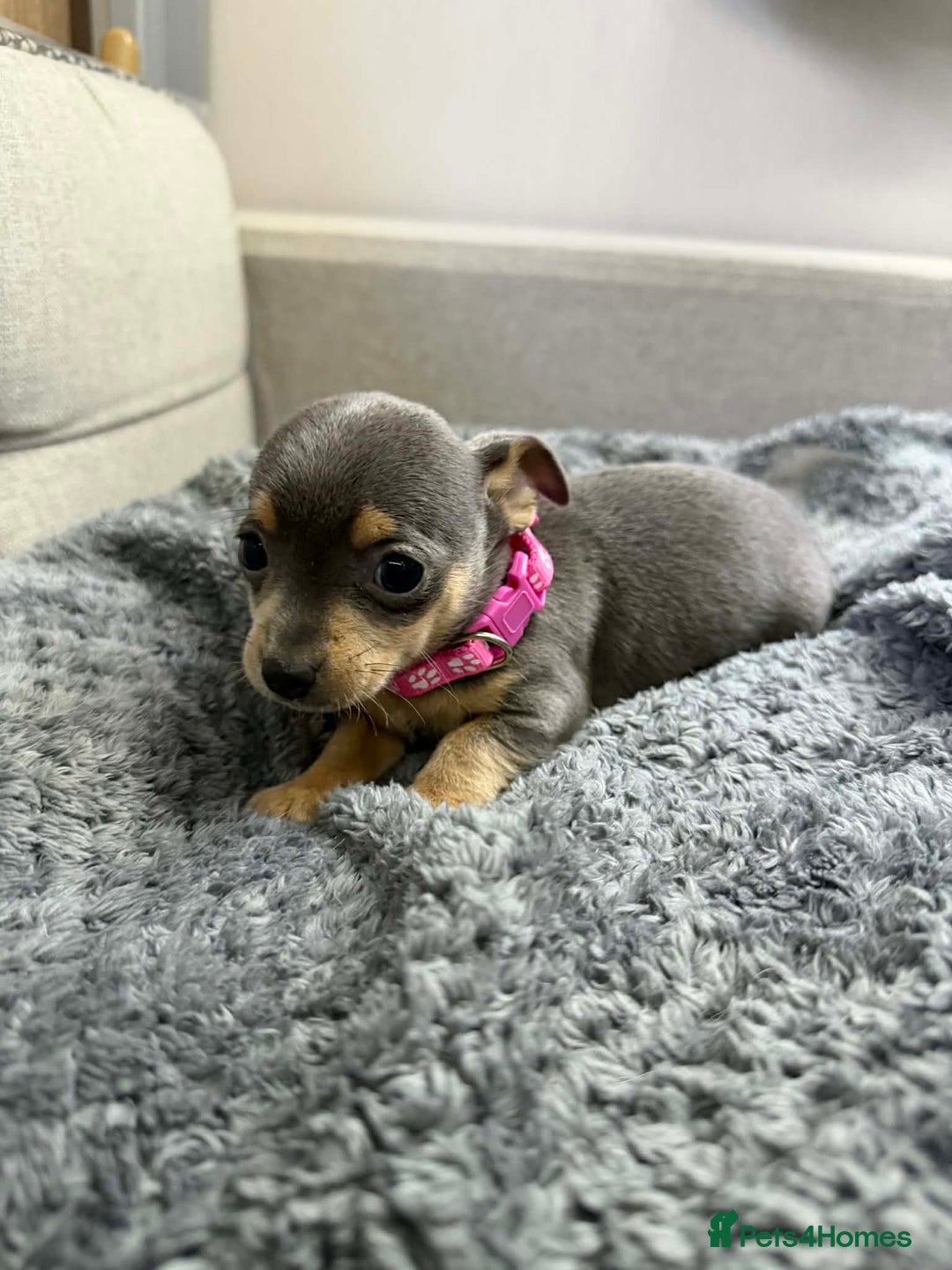 Chihuahua dogs for sale: CHIHUAHUA PUPPIES  - Advert 6