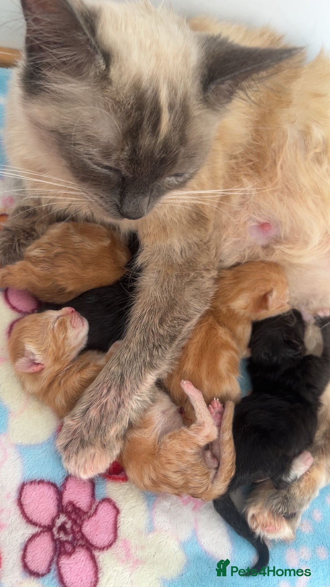 Ragdoll cats for sale: CUTE AND PLAYFUL HALF RAGDOLL KITTENS  - Image 25