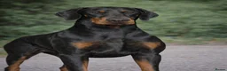 Dobermann dogs for stud: Amazing Dobermann stud - Advert 1