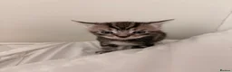 Mixed Breed cats for sale: 4 beautiful tabby / bengal cross - Advert 4