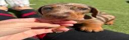 Dachshund dogs for sale: Dapple Dachshund pups  in Bridgwater - Advert 1
