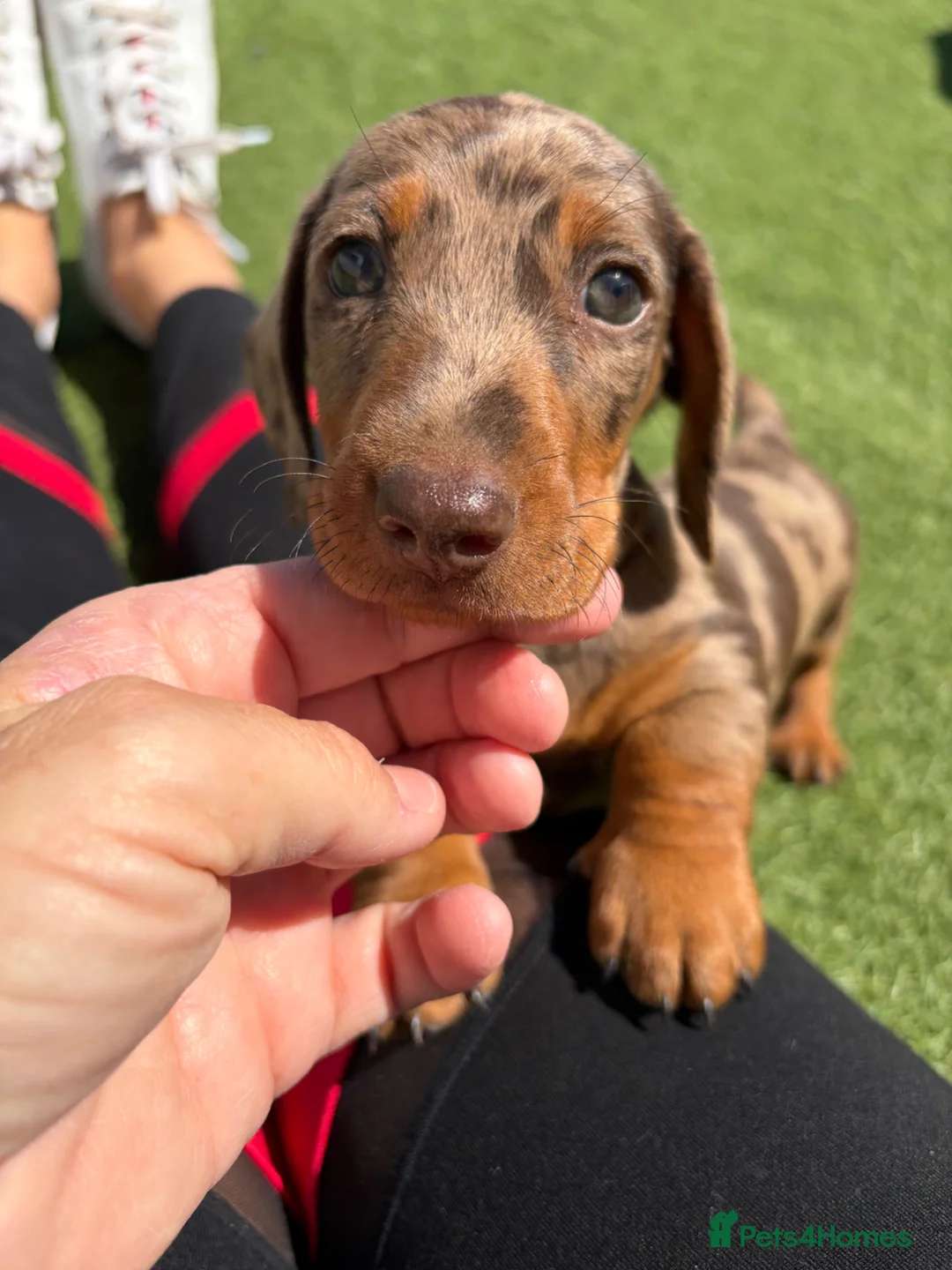 Dachshund dogs for sale: Dapple Dachshund pups  in Bridgwater - Advert 1