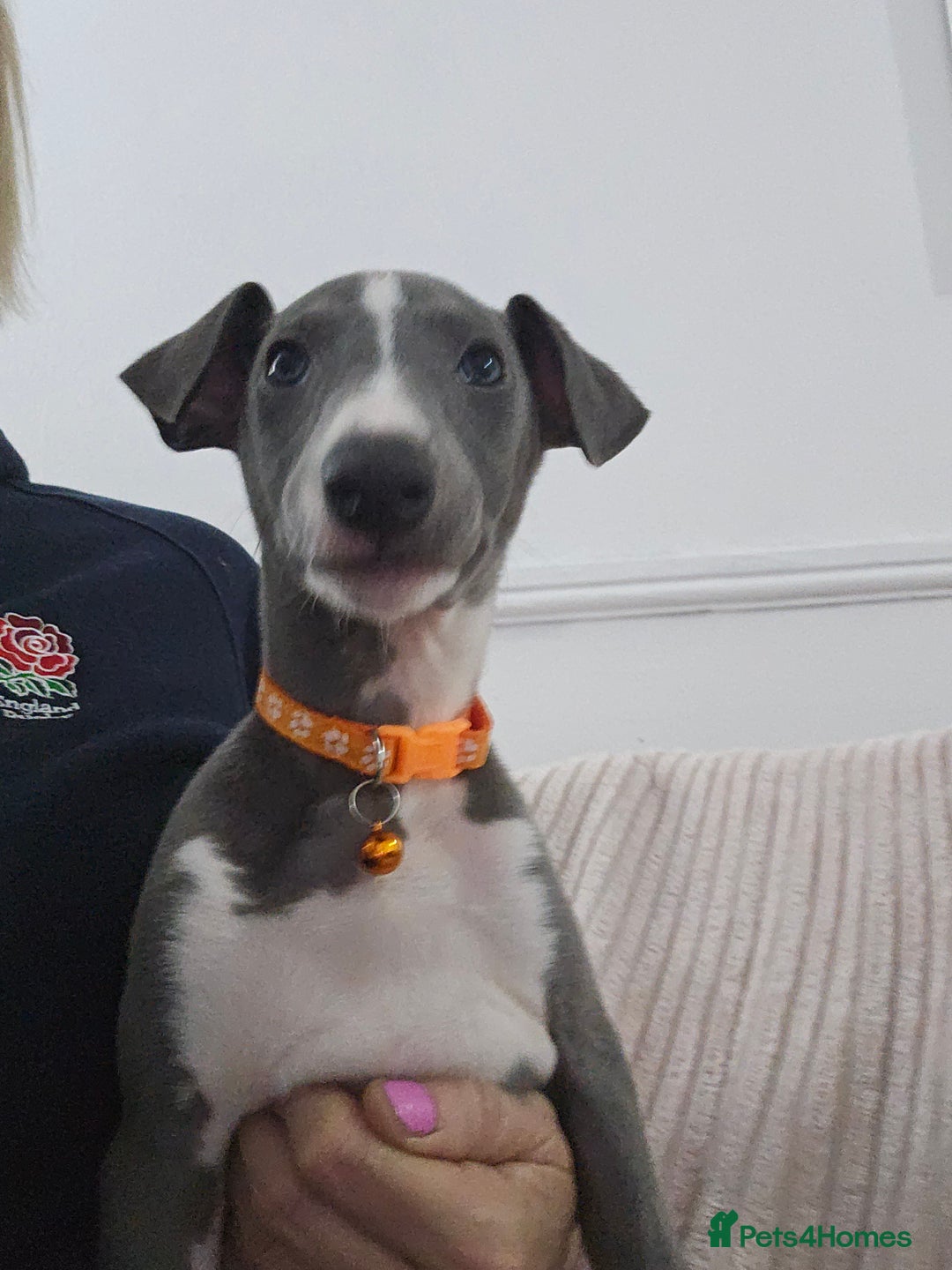 Whippet dogs for sale: KENNEL CLUB WHIPPETS  - Advert 2