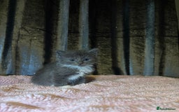 Mixed Breed cats for sale: Grey/black kittens  - Image 5