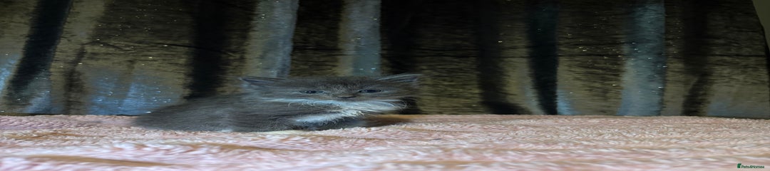 Mixed Breed Kitten 2