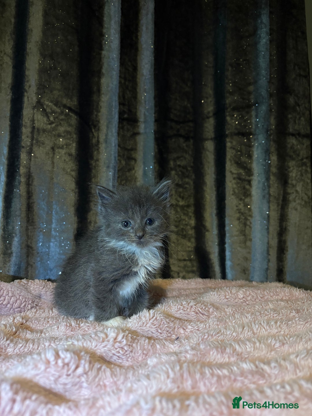 Mixed Breed cats for sale: Grey/black kittens  - Image 5