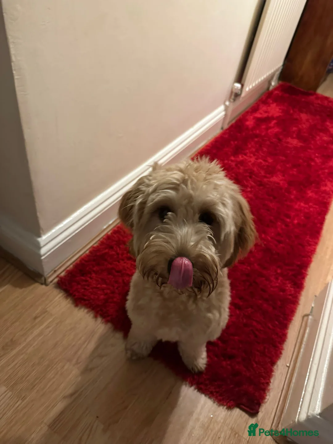 Cockapoo dogs for sale: Cockapoo  - Advert 1