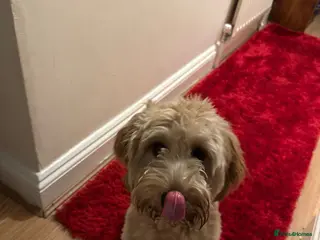 Cockapoo dogs Cockapoo - Advert 3