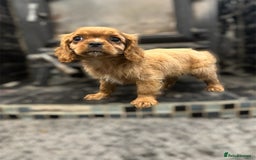 Cavalier King Charles Spaniel dogs for sale: 💫 DNA CLEAR CAVALIER KING CHARLES PUPPIES 💫  - Image 8