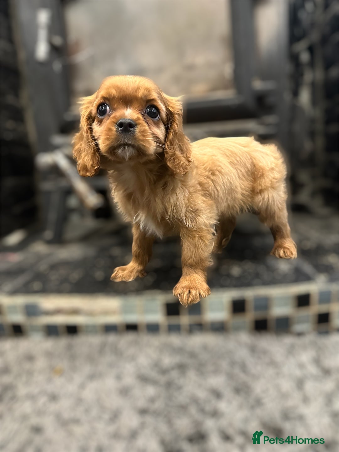 Cavalier King Charles Spaniel dogs for sale: 💫 DNA CLEAR CAVALIER KING CHARLES PUPPIES 💫  - Image 8
