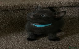 Russian Blue cats for sale: Beautiful Russian Blue x kittens READY NOW - Image 15