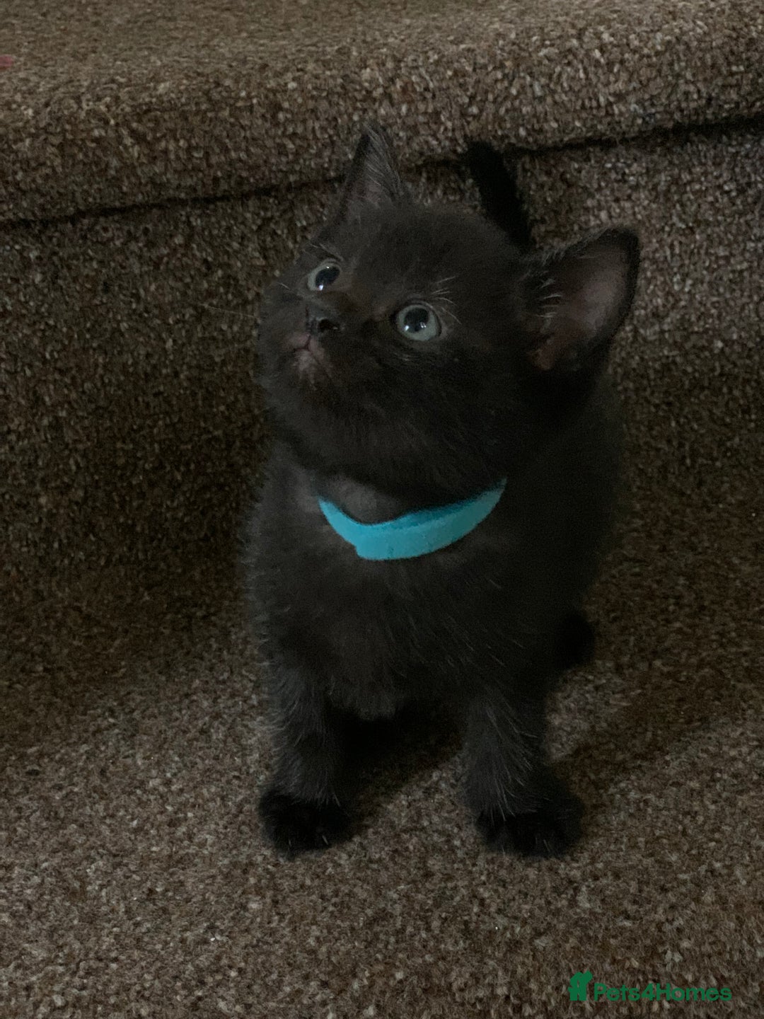 Russian Blue cats for sale: Beautiful Russian Blue x kittens READY NOW - Image 15