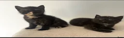 Mixed Breed cats for sale: Kittens  in Hull - Advert 3