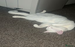 British Longhair cats for sale: White male cat  - Image 6