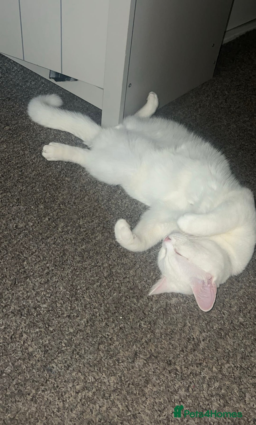 British Longhair cats for sale: White male cat  - Image 6