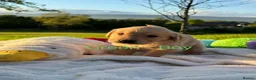 Golden Retriever dogs for sale: MGolden Retriever Puppies – Ready from 12th June - Advert 15