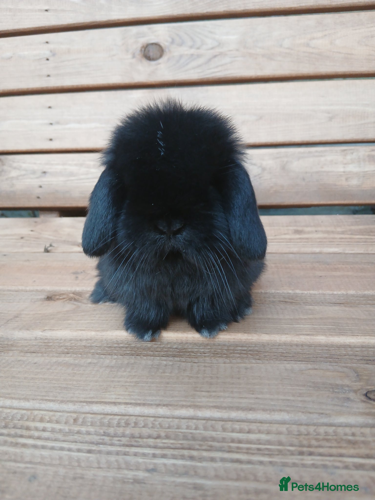 Mini Lop rabbits Last 2 purebred mini lop boys  - Advert 12