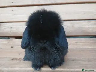 Mini Lop rabbits Last 2 purebred mini lop boys - Advert 12