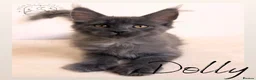 Maine Coon cats for sale: Gorgeous Solid Blue Maine Coon Kitten  - Advert 5