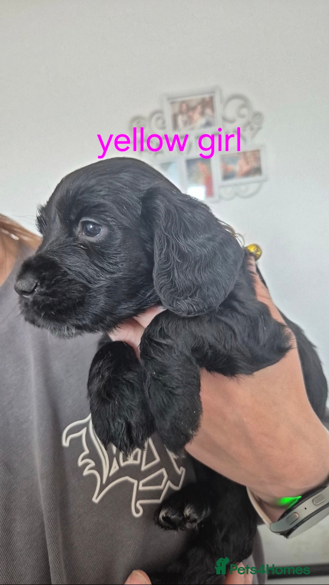 Cocker Spaniel dogs for sale: 5 beautiful cocker spaniels - Advert 3