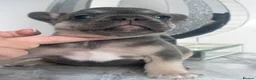 French Bulldog dogs for sale: Quality French Bulldog Puppies  in Sunderland - Advert 12