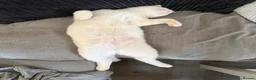 Mixed Breed cats for sale: Twin boys need to go together  - Advert 3
