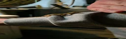 Gecko reptiles for sale: Kuhl's Flying Gecko Pair CB26 - Advert 6