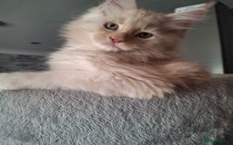 Maine Coon cats for sale: Gorgeous kittens  - Image 10