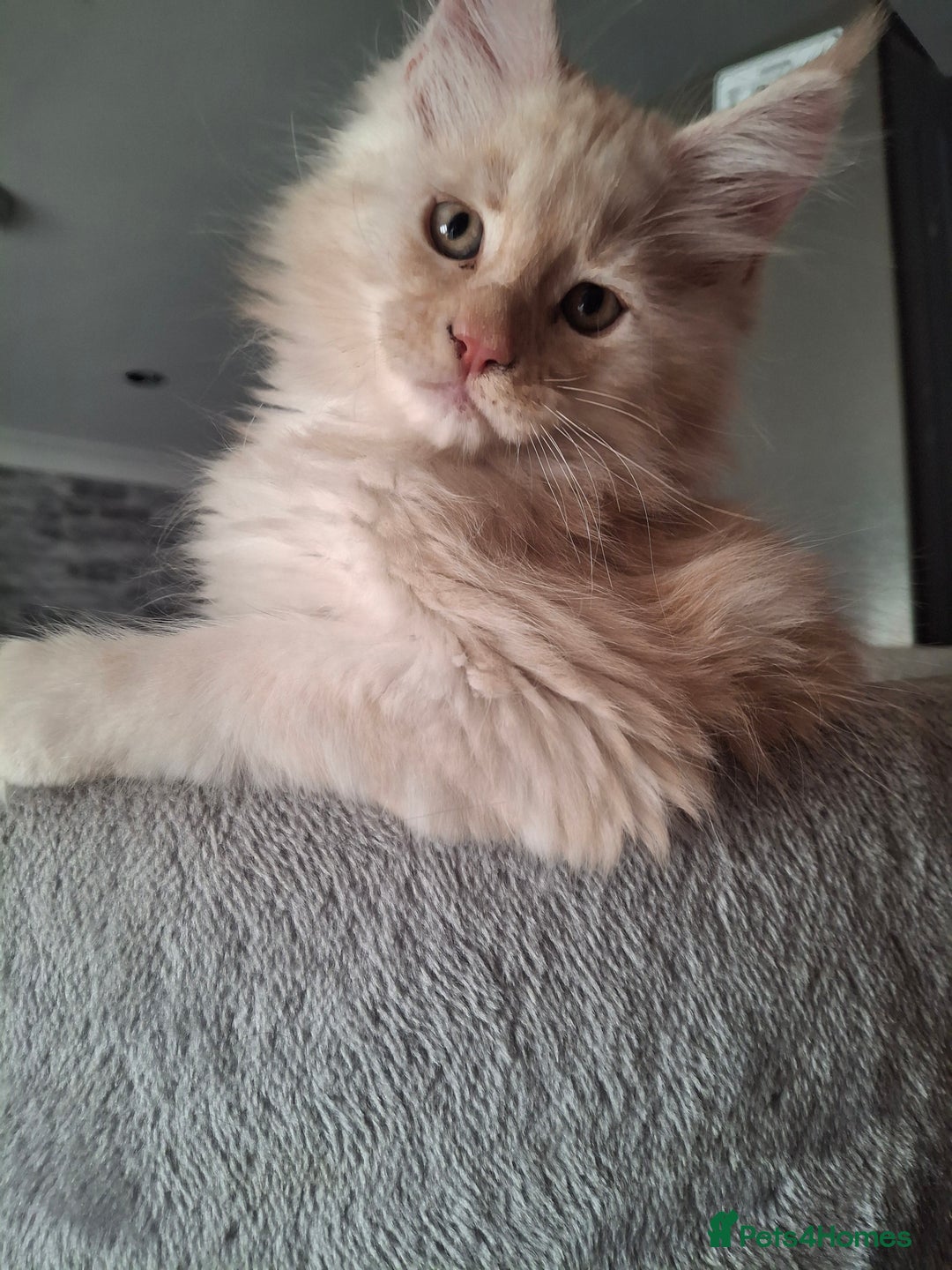 Maine Coon cats for sale: Gorgeous kittens  - Image 10