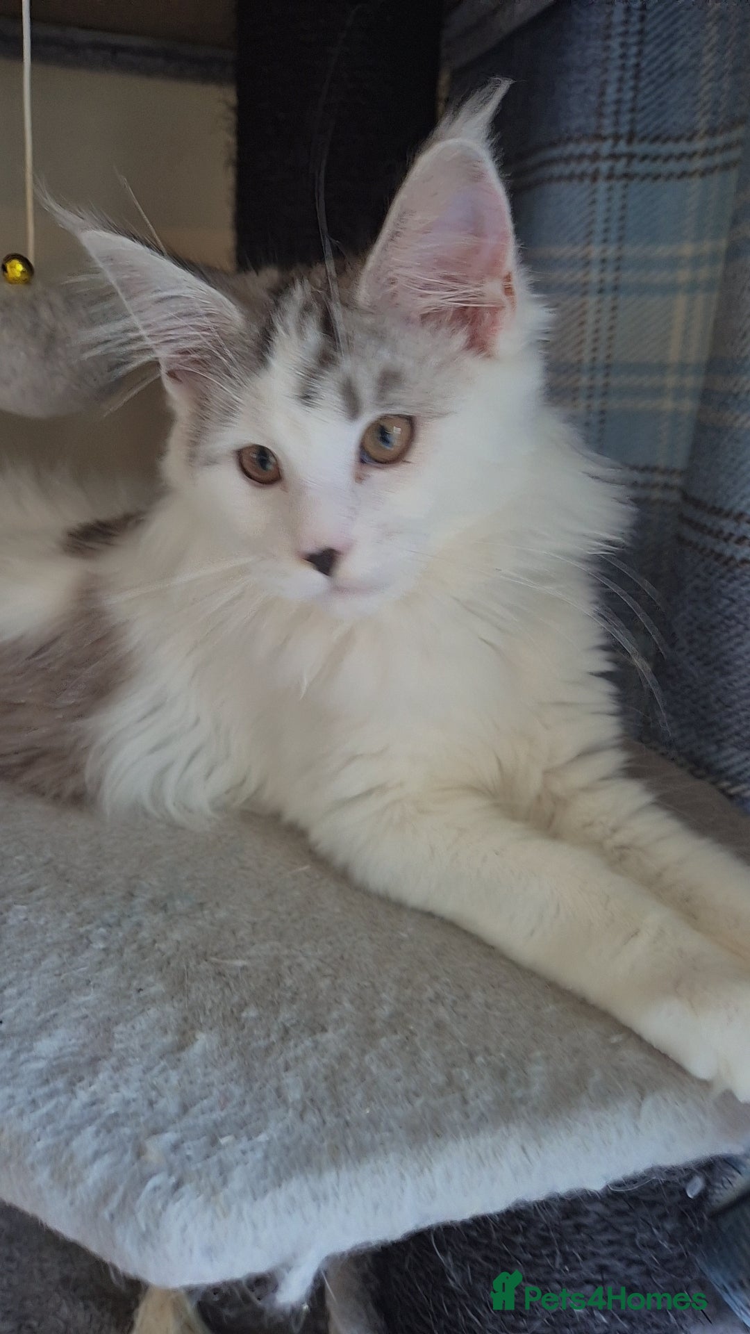 Maine Coon cats for sale: Maine coon kittens  - Advert 21