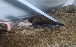 Gerbil rodents for sale: 2 male gerbils and cage - Image 2