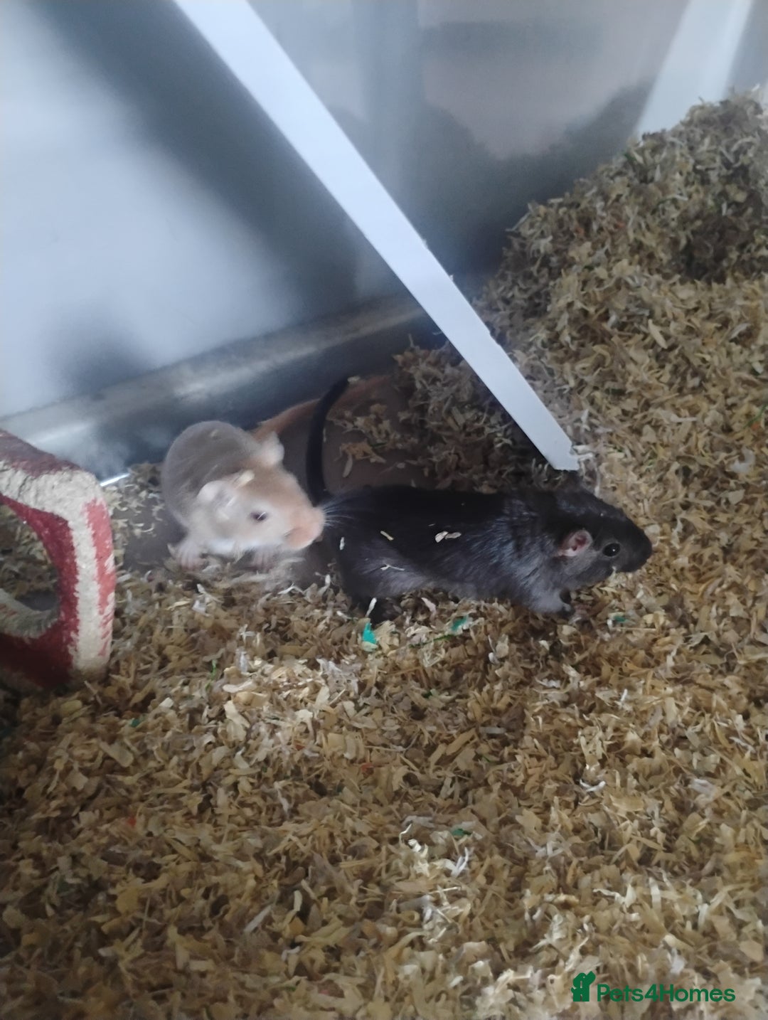 Gerbil rodents for sale: 2 male gerbils and cage - Image 2