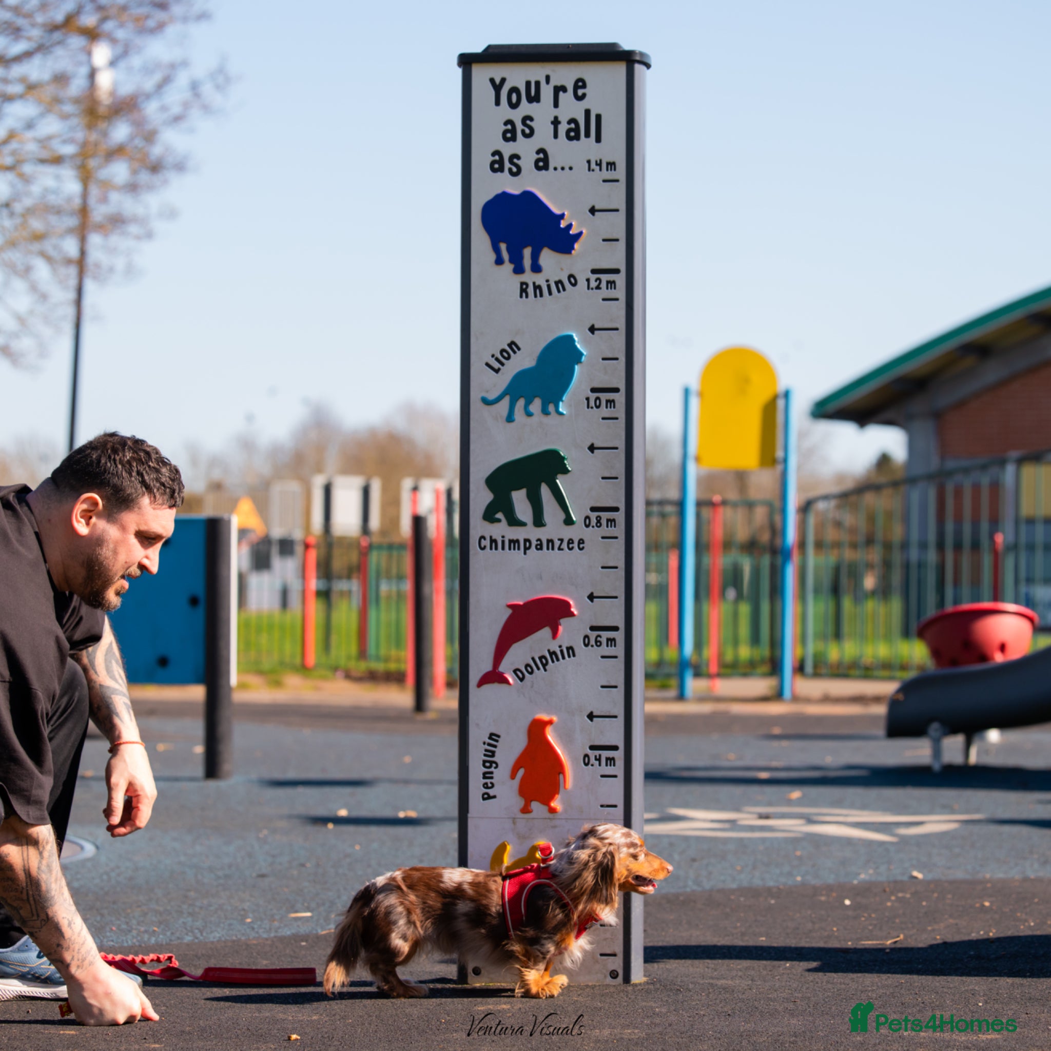 Dachshund dogs Dapple chocolate tan  - Advert 6