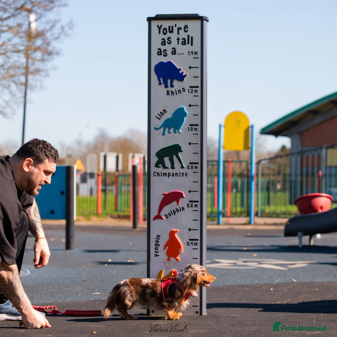 Dachshund dogs for stud: Dapple chocolate tan  - Advert 2