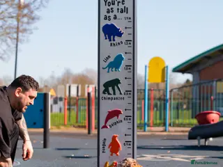 Dachshund dogs Dapple chocolate tan - Advert 6