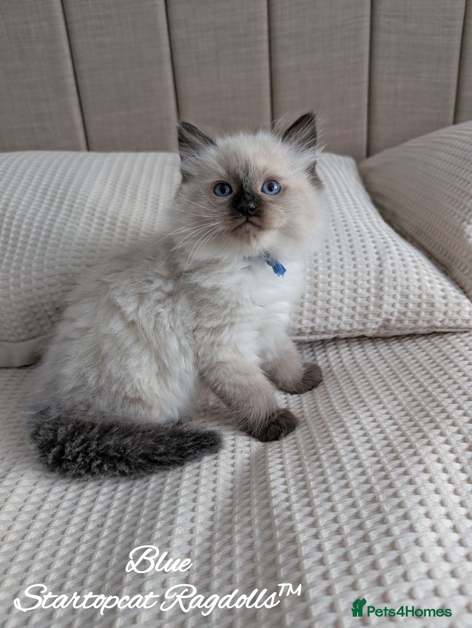 Ragdoll cats GCCF REG PEDIGREE RAGDOLLS - Advert 1