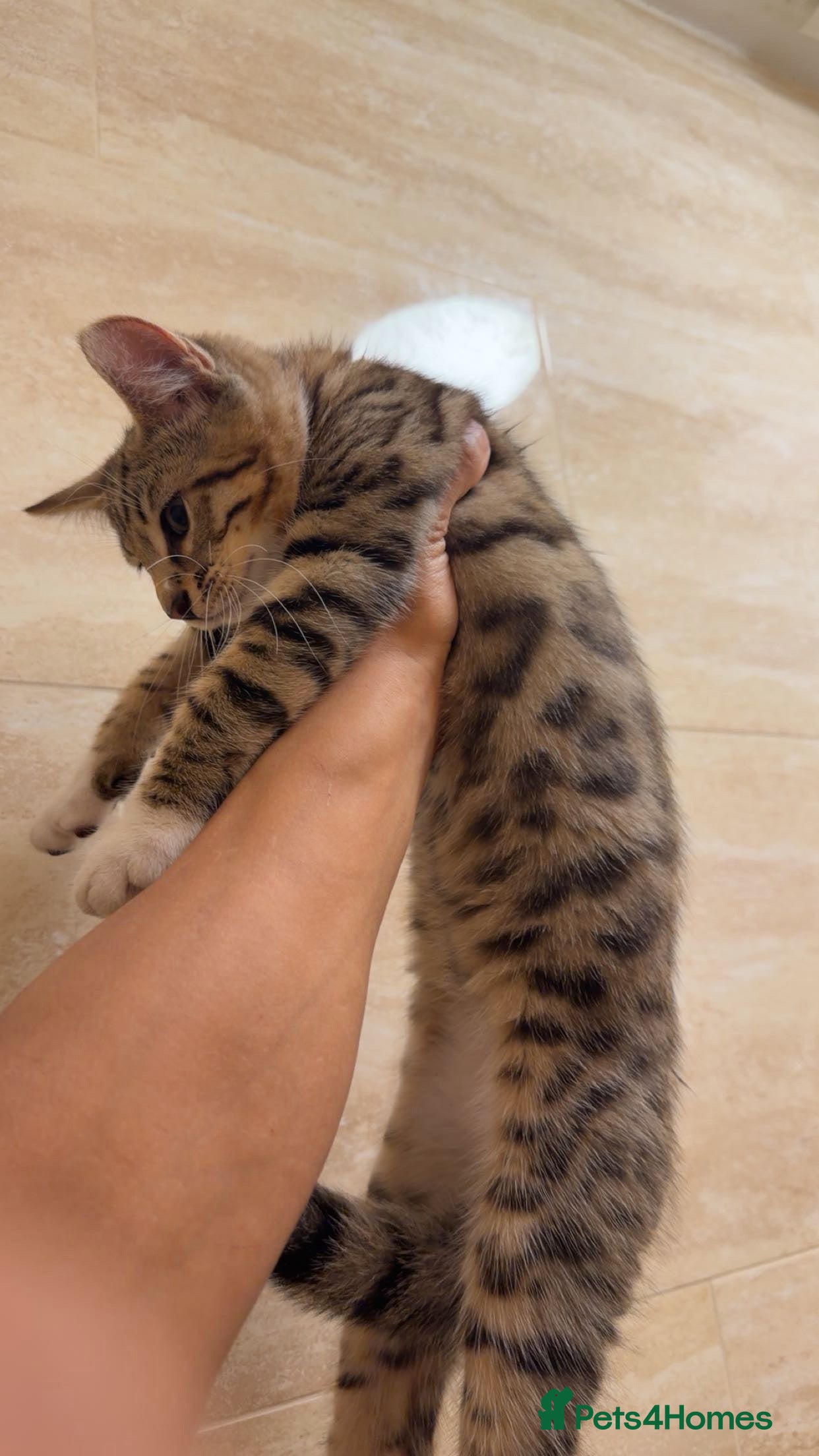 Mixed Breed cats for sale: BENGAL MIX KITTENS 4 SALE SOUTH LONDON - Advert 28