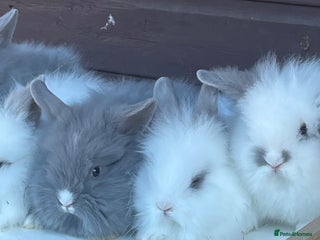 Lionhead rabbits Extra Special Lionhead Bunnies - Advert 11